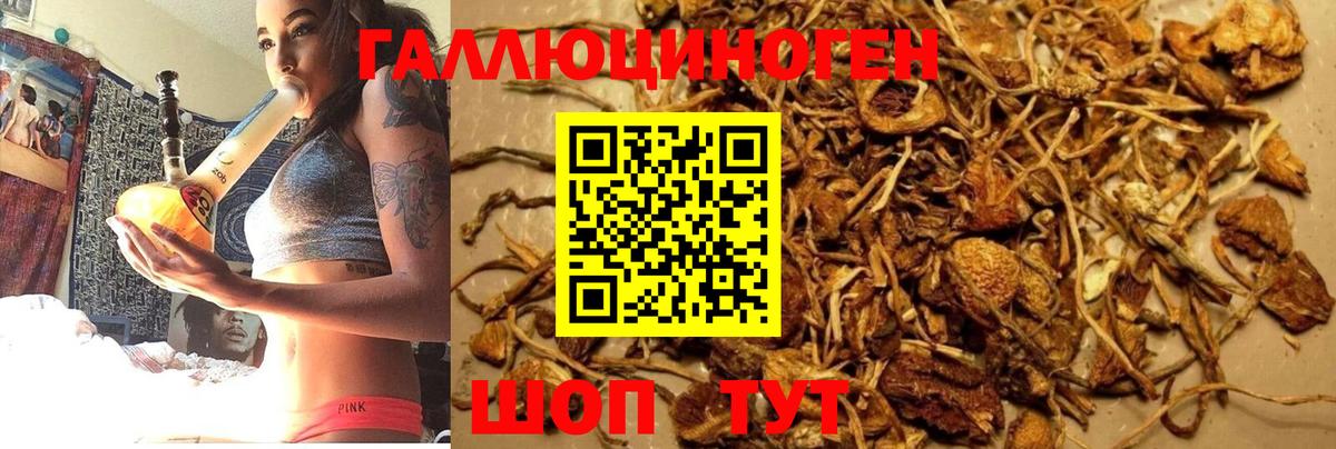 Псилоцибиновые грибы Cubensis Клин